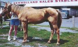 Palomino gelding. Ribs visible. Spine visible. Shoulder accentuated.