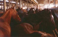 Horses destined for slaughter are packed into an overcrowded pen at a horse auction.