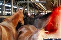 Horses destined for slaughter in the now closed CT slaughterhouse, Am Fram's pen at New Holland.