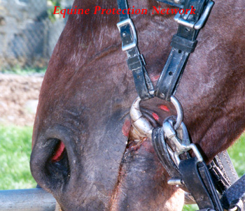 Bay Standardbred with injuries to his mouth caused by an ill fitting bridle and/or rough handed driver.