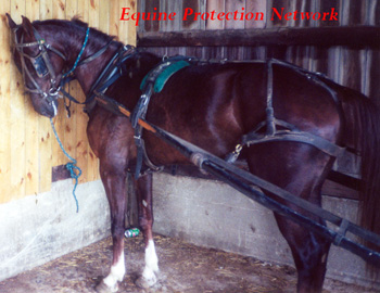 Amish Saddlebred tied tightly for several hours. Biting flies that cannot br reached by his tail or removed by stamping.