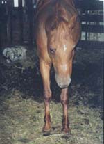 lactating chestnut Arab type mare stands in filth in the classic foundered stance.