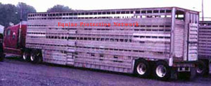 Double deck cattle trailer in New Holland auction parking lot in June 1998. Front of the trailer had the word, 'KIEHL'.