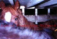 Horse inside double deck trailer has 3 inch I beams between his ears.