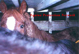 Horses inside the bottom deck of a double deck possum bellyu trailer transporting horse illegally in NY.