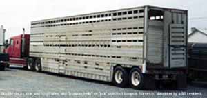 This is a double deck trailer used to transport horses to slaughter. The truck is a conventional with a sleeper. This IS a double decker cattle and hog trailer, also known as a 'possum belly or 'pot'.