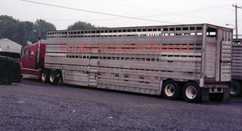 Double deck trailer used to transport horses to slaughter