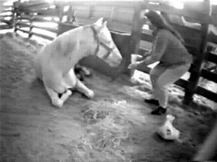 Severely foundered palomino horse is tended to by bystander.