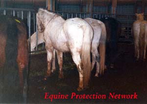 Slaughterbound horses collected from various auctions.