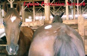 Horses destined for slaughter in a drop off pen.