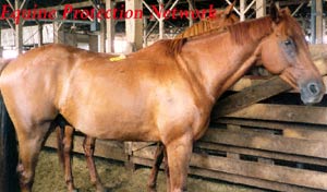 Horses destined for slaughter in a drop off pen.