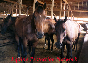 Horses destined for slaughter in a drop off pen. Notice the horse on the left has a facial injury.