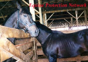 Thoroughbreds in the drop off pen of a killer buyer for a Canadian slaughterhouse.