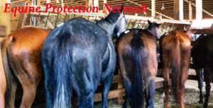 Horses in drop off pen destined for slaughter.