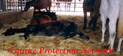 Down horse destined for slaughter in a drop off pen.