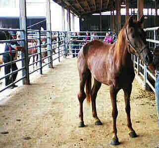 Disabled filly stands in alleyway at New Holland Sales Stables after PA State Police take horse into custody.