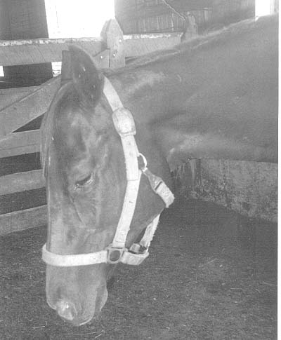 The expression on this mare's face tells the entire story. She is in excruciating pain.