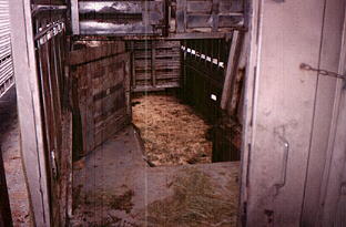 View from the rear door into the rear section of a double deck trailer. This section is refered to as the 'doghouse'. The opening in the wall lead to the lower deck. Horses jump down into the bottom tier of the double cattle trailer.