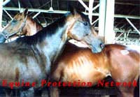 Horses in the kill pen destined for Texas slaughterhouse.