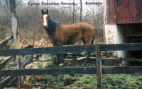 Anastasia stands alone in the her manure and mud filled pen as the cold snow falls.