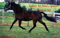 Codieco shows his floating trot on a crisp autumn day.You can sponsor Codieco 
