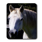 Purchase this beautiful EPN Mousepad $2.00 of the purchase price supports the EPN