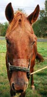 Clark at the Parsonville, PA Horse Auction on October 5, 2002. Donations are needed to cover his medical expenses and care during the 5.5 months he was held as evidence in a criminal investigation. 