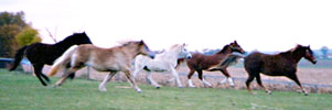 Noble American horses galloping in pastures